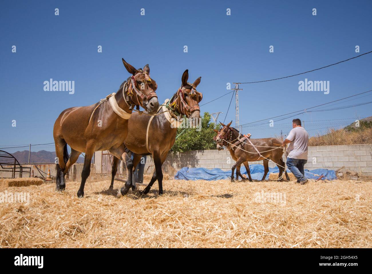 Spanish man on threshing board, separating cereals from their straw in