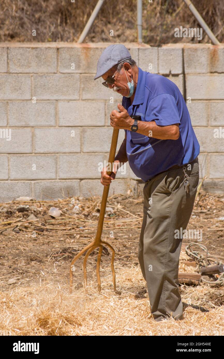 Raking hay with vintage rake hires stock photography and images Alamy
