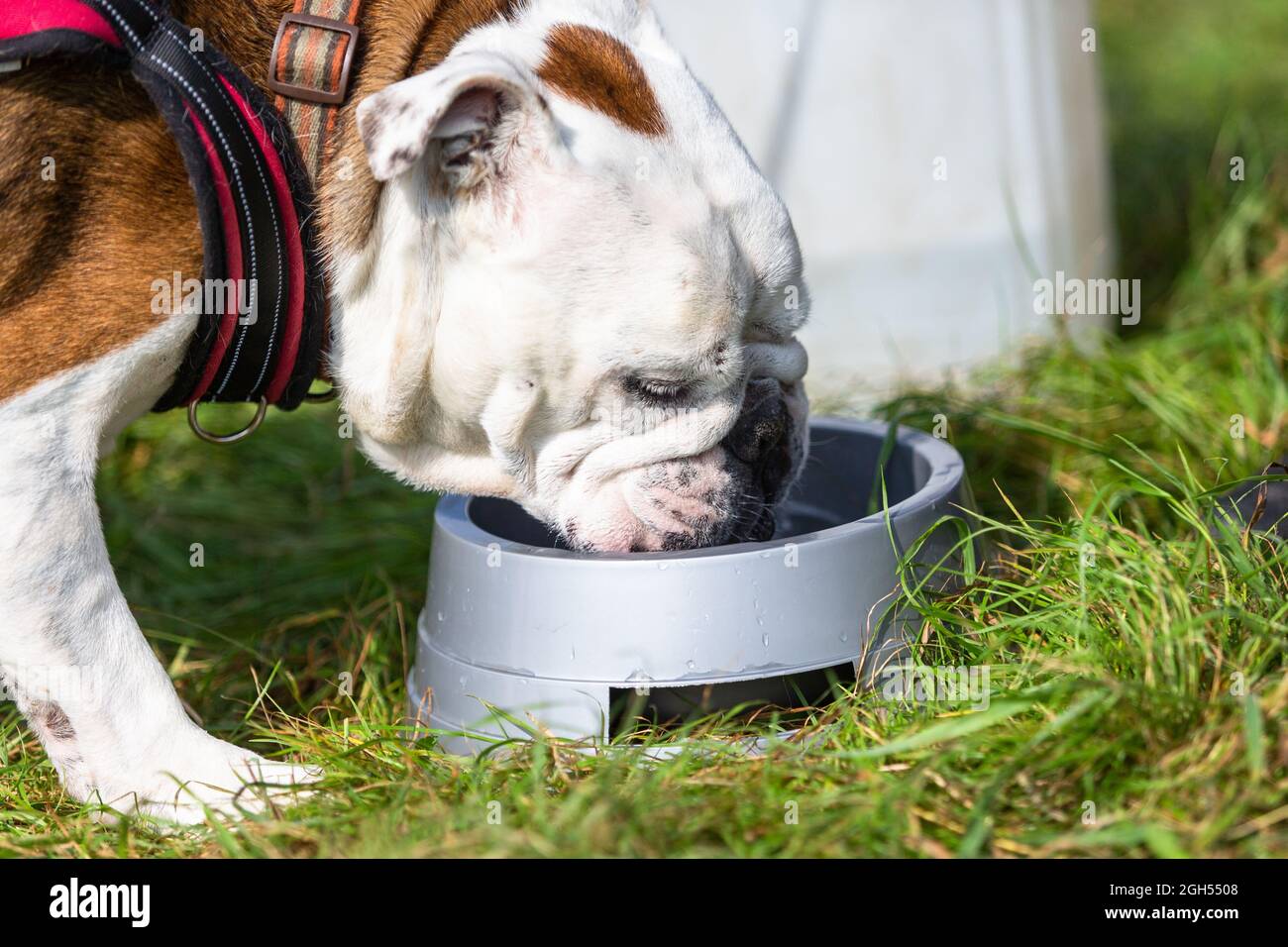 Stourbridge, West Midlands, UK. 5th Sep, 2021. A dog takes a welcome drink of water at the Raven's Rescue Dog Show in Stourbridge, West Midlands, on a day with temperatures reaching the high twenties. Credit: Peter Lopeman/Alamy Live News Stock Photo