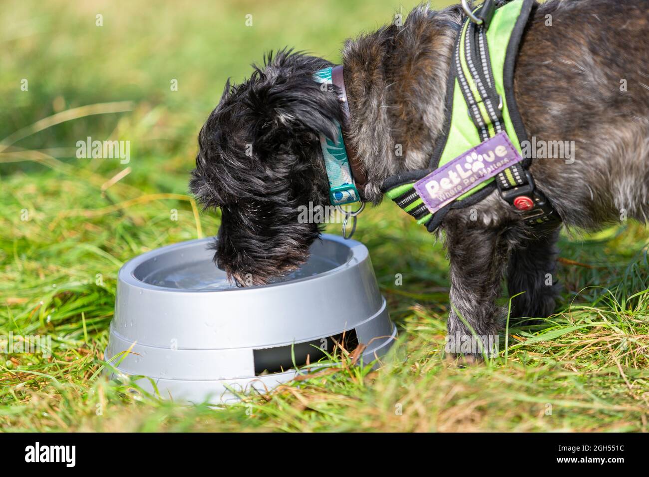 Stourbridge, West Midlands, UK. 5th Sep, 2021. A dog takes a welcome drink of water at the Raven's Rescue Dog Show in Stourbridge, West Midlands, on a day with temperatures reaching the high twenties. Credit: Peter Lopeman/Alamy Live News Stock Photo