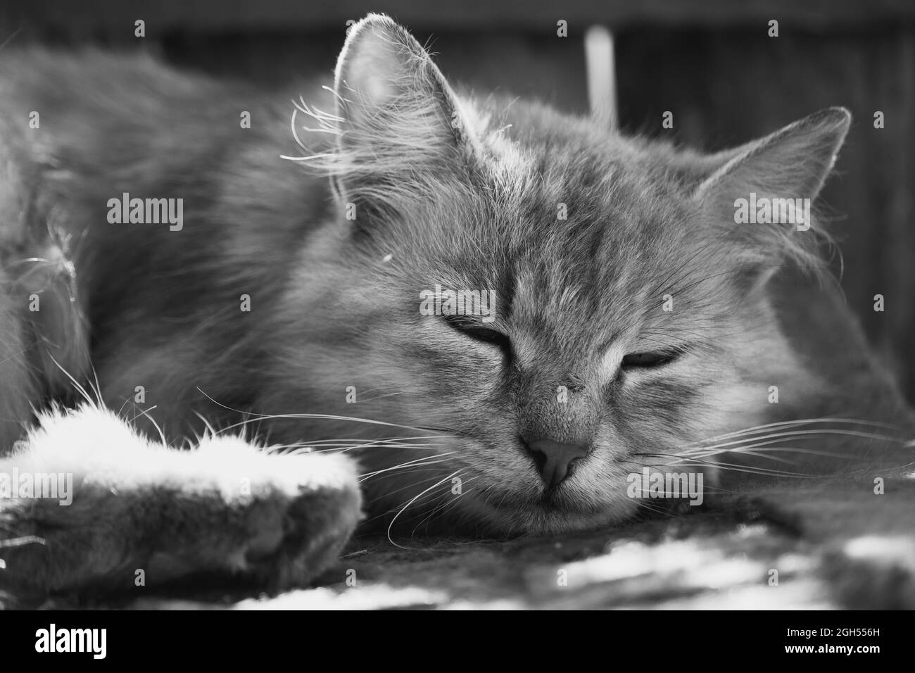 Muzzle of a sleeping gray cat, close-up. Portrait of a sleeping domestic cat. Stock Photo