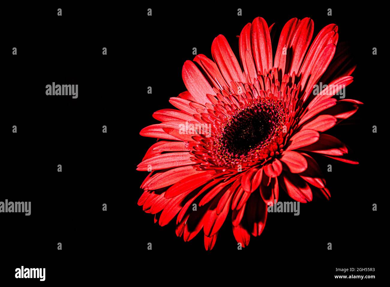 Gerbera (Daisy) Flower Stock Photo