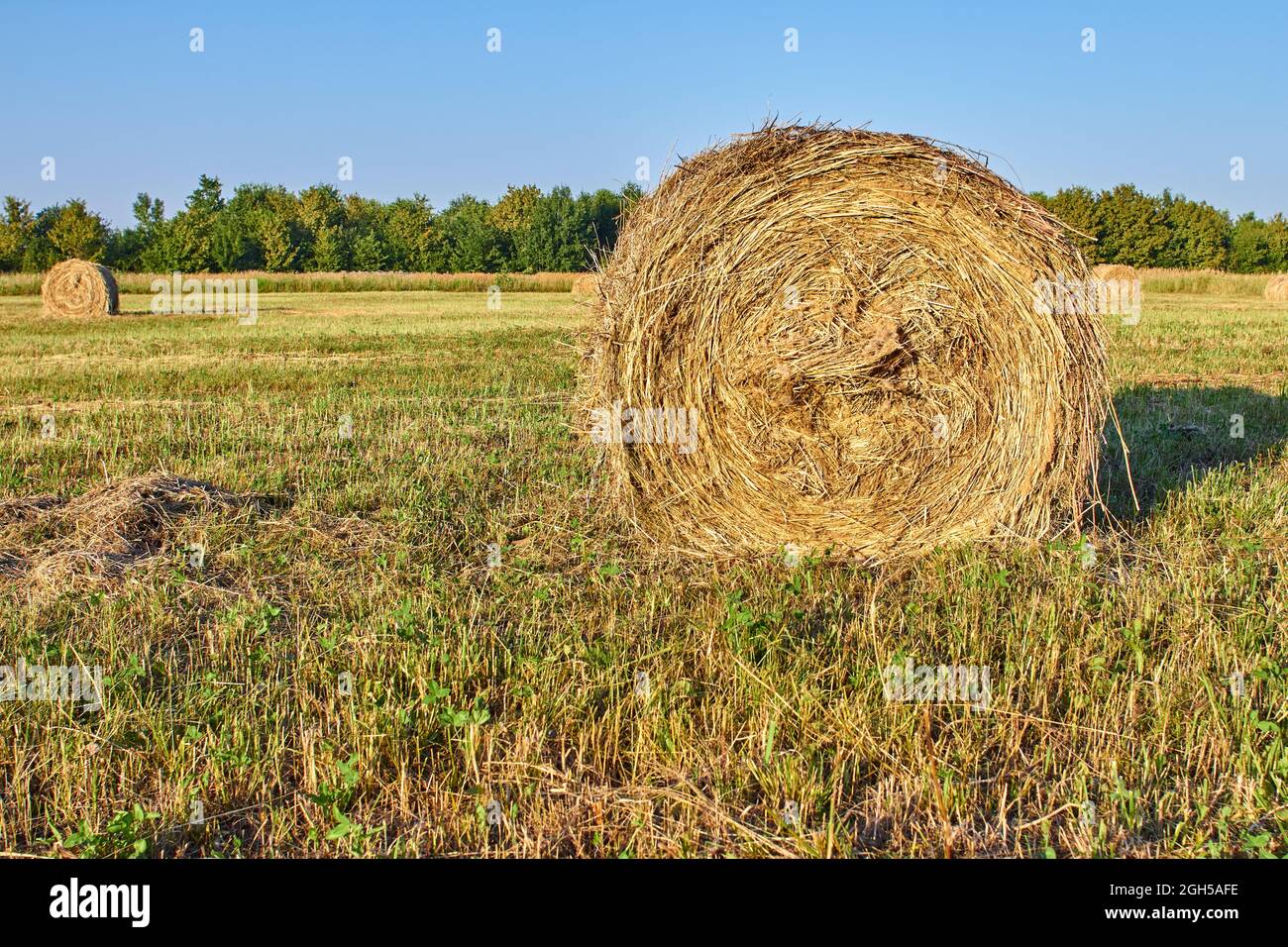 A stack of yellow hay on the background of a field photo at sunset