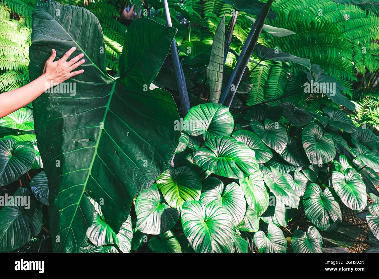 hand hold Alocasia macrorrhizos leaves of tropical plants, in the rain forest of Southeast Asia. Dark tone of Green tropical leaves palm, fern and orn Stock Photo