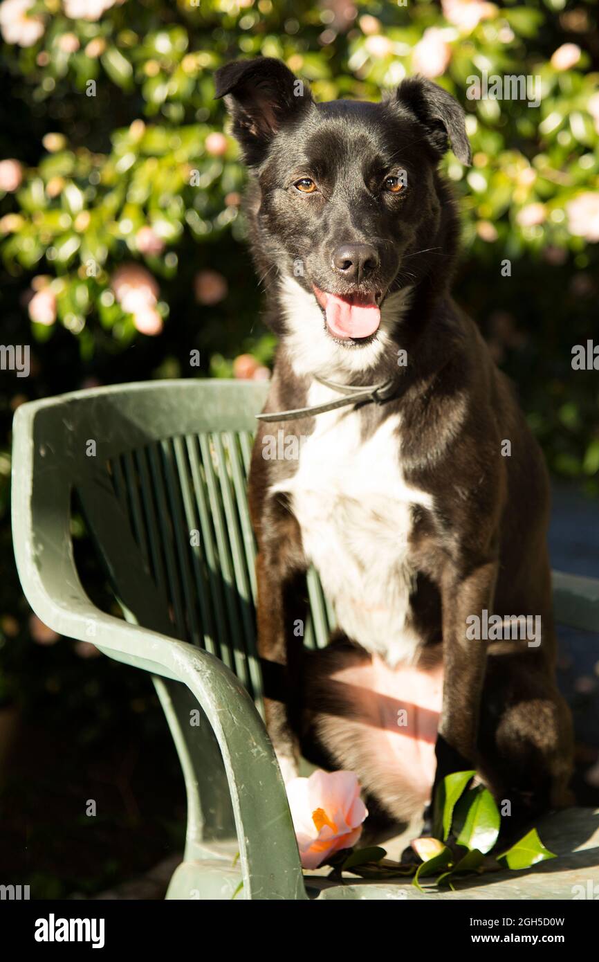 cute black and white dog sitting on a chair in the garden in summer ...