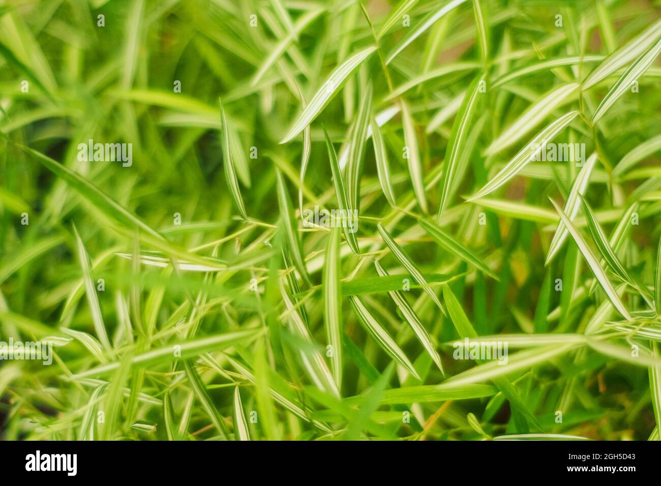 fusains plante Fusain de Fortune Coloratus
