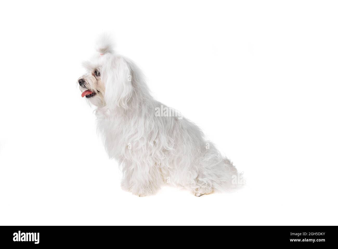 Beautiful and cute white bichon maltese dog over isolated background ...