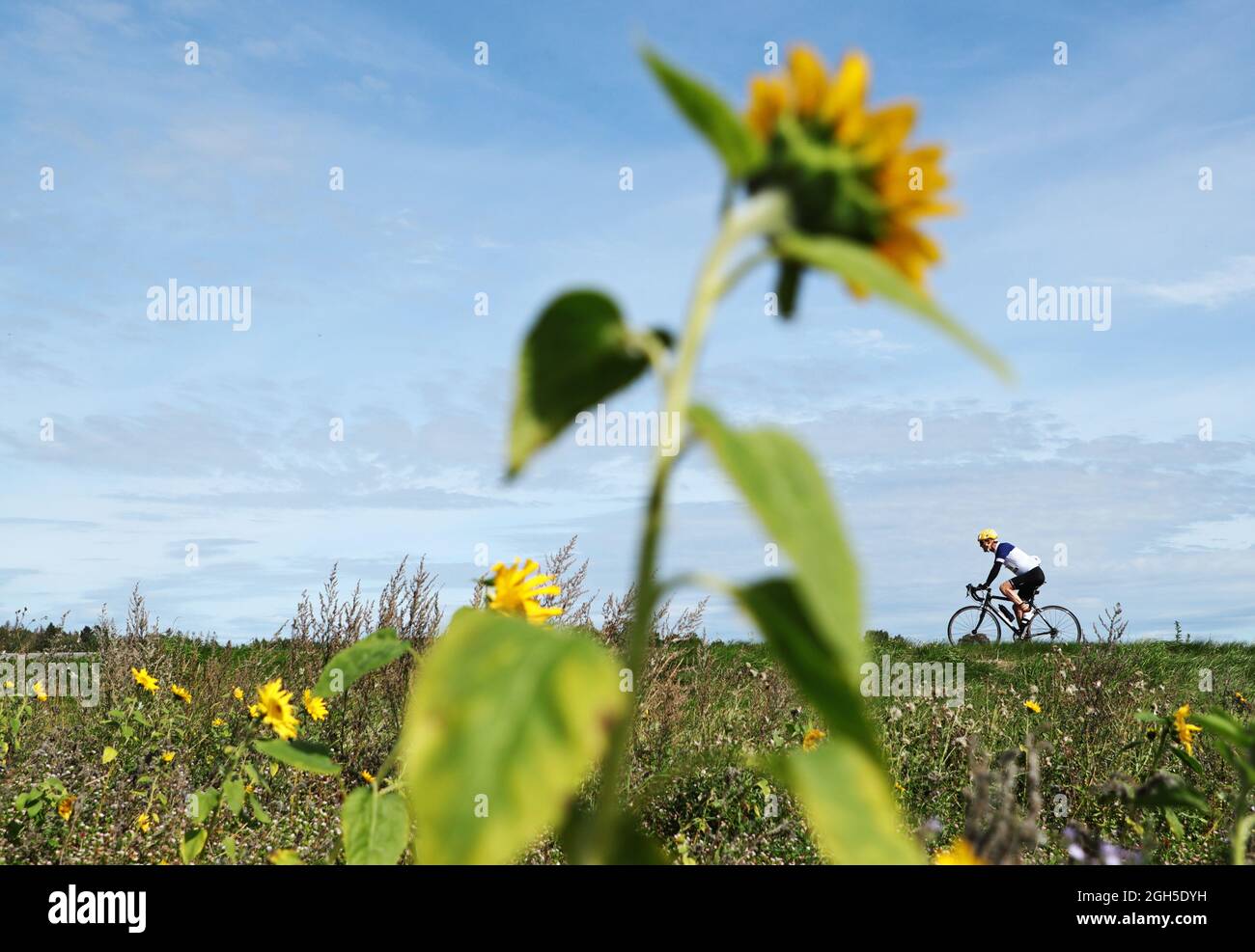Skänninge, Sweden. 5th, September, 2021. Cyclists passing a field of sunflowers during the Tjejvättern and Halvvättern bicycle exercise races, which are part of the cycling week which includes the world's largest bicycle exercise race, Vätternrundan. The cycling week ends on Sunday. Credit: Jeppe Gustafsson/Alamy Live News Stock Photo