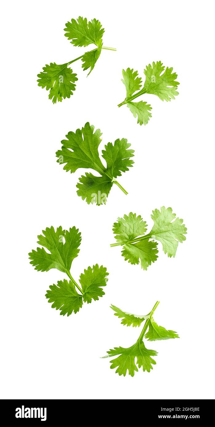 Coriander leaves levitating, isolated on white background Stock Photo