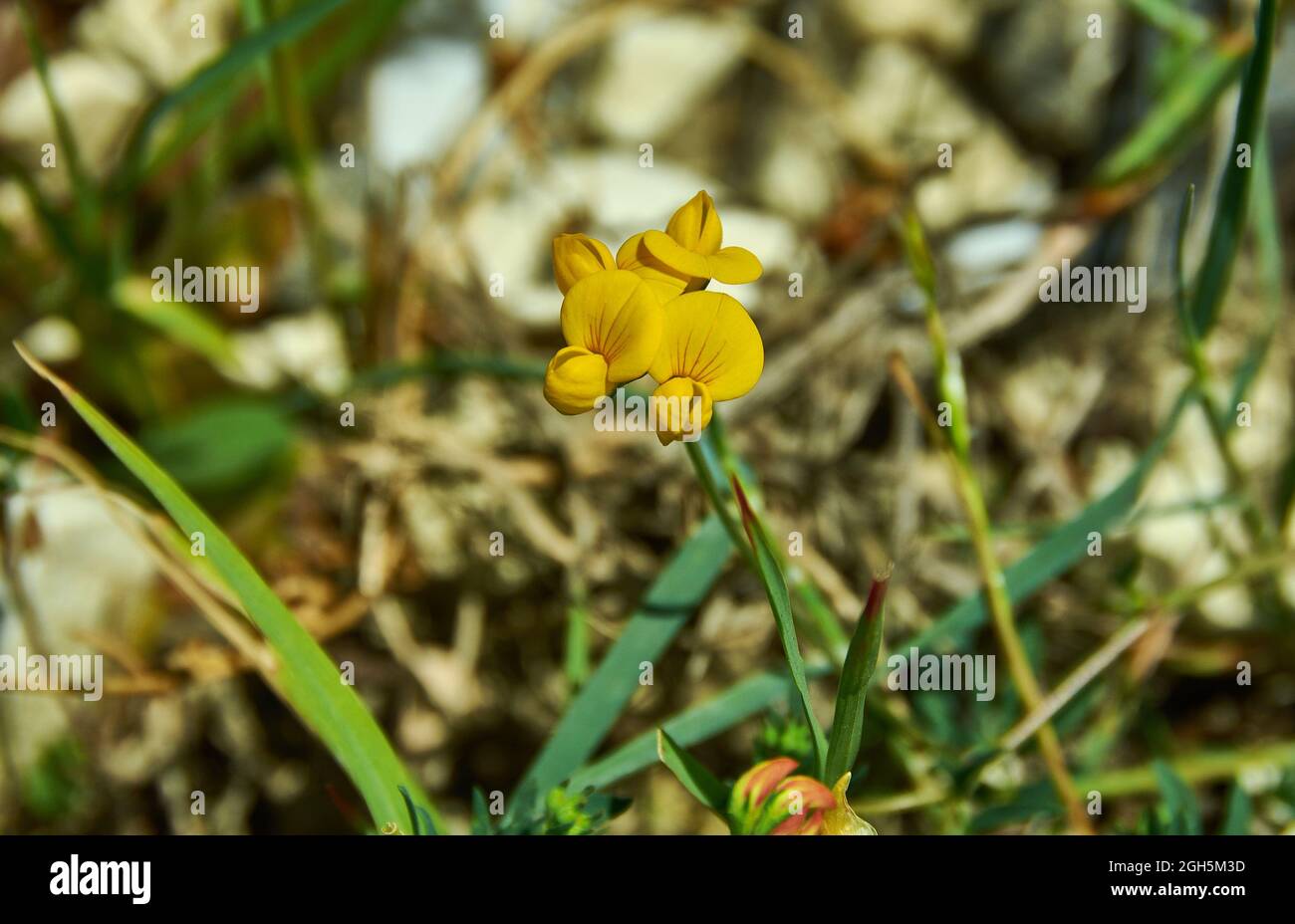Lotus corniculatus,  flowering plant in the pea family Fabaceae, native to grasslands in temperate Eurasia and North Africa Stock Photo