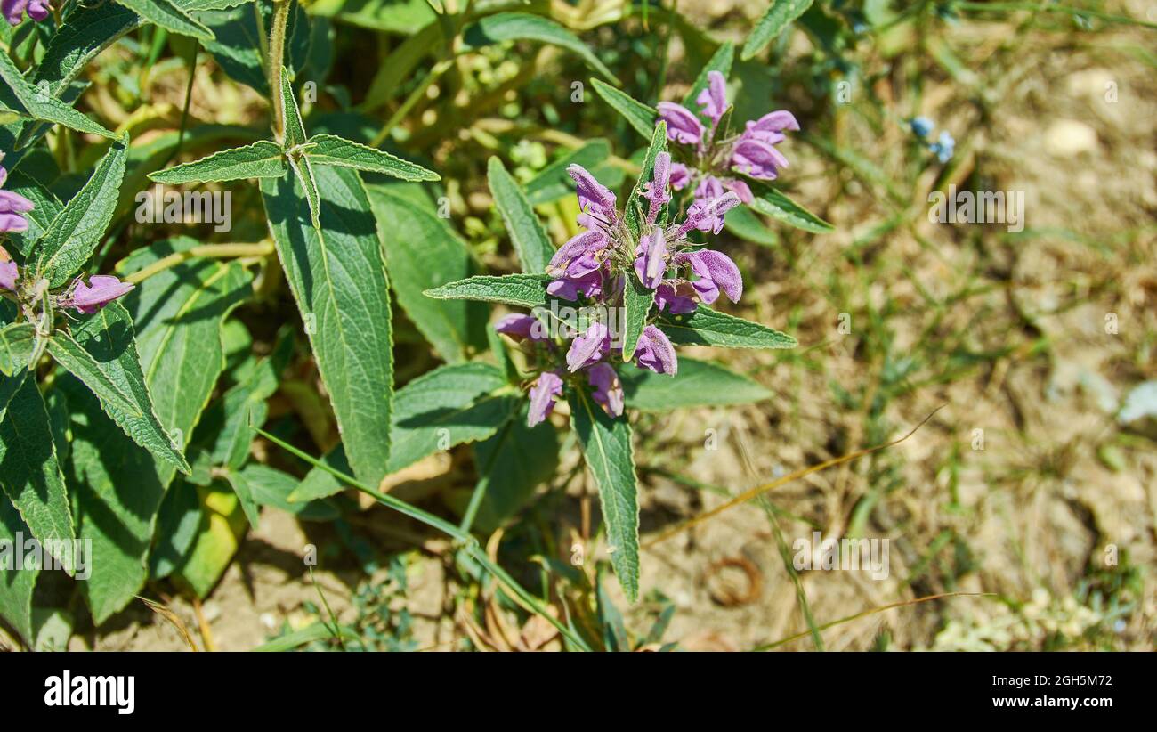 Phlomis taurica, Phlomis herba-venti, native of Crimea and the Caucasus where it grows on dry rocky hillsides Stock Photo
