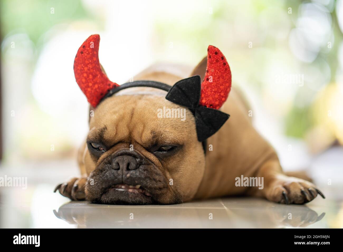 A closeup of a french bulldog wearing devil horns, lying tiredly indo Stock Photo