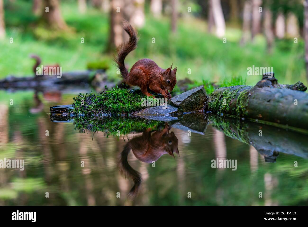 Red Squirrel (Sciurus vulgaris) with reflection in water in Yorkshire ...