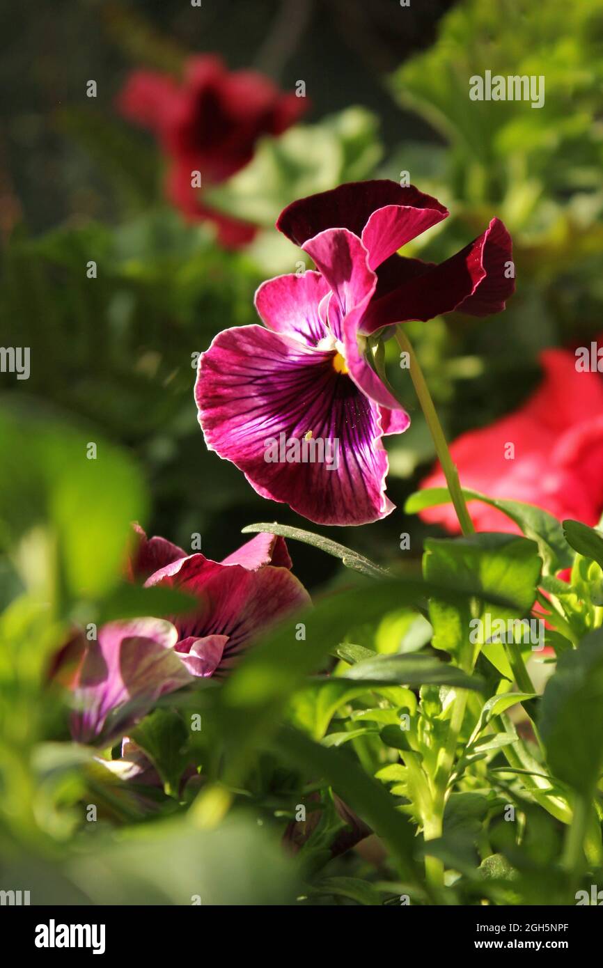 Bright pink colorful flowers growing in the bright summer sun Stock ...