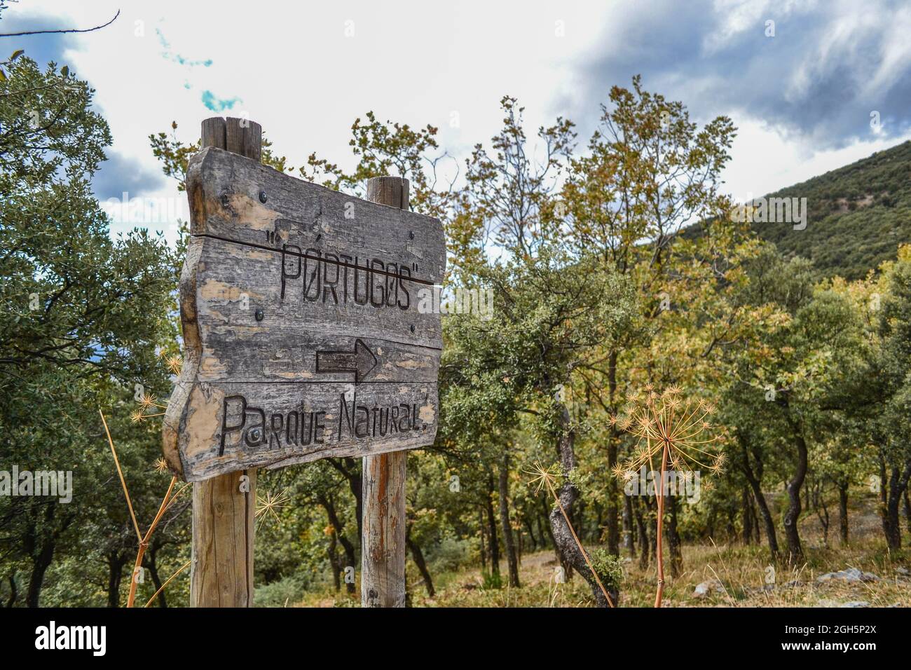 wooden sign pointing the way to Portugos Natural Park surrounded by yellow and green leafy trees in autumn Stock Photo