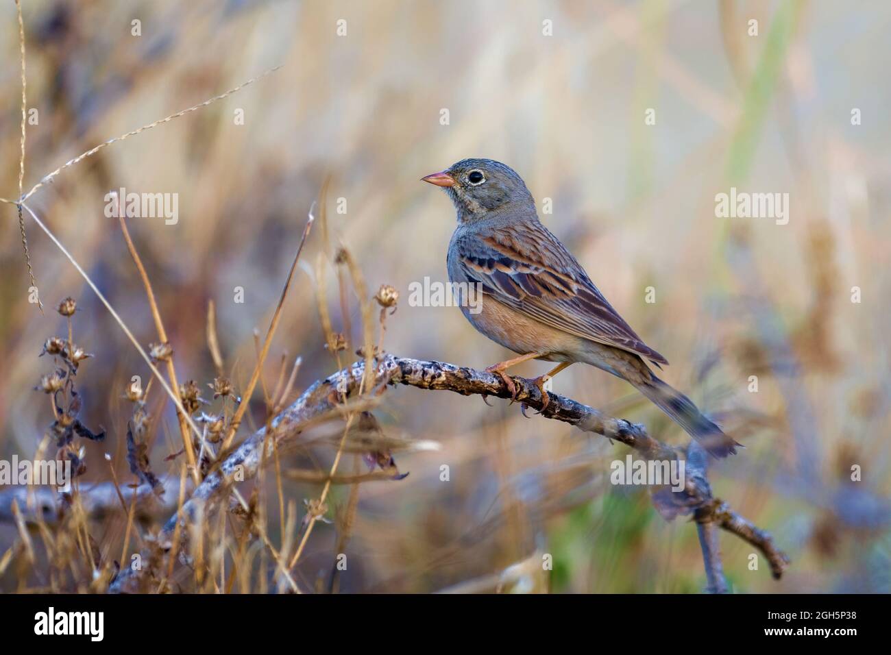 Grey Necked bunting Stock Photo Alamy