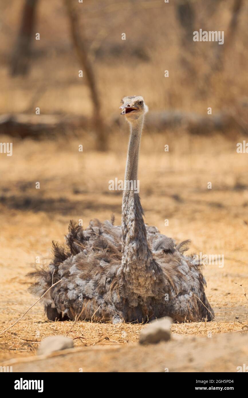 Somali Ostrich - Struthio molybdophanes, large flightless bird native to the Horn of Africa, Ethiopia. Stock Photo