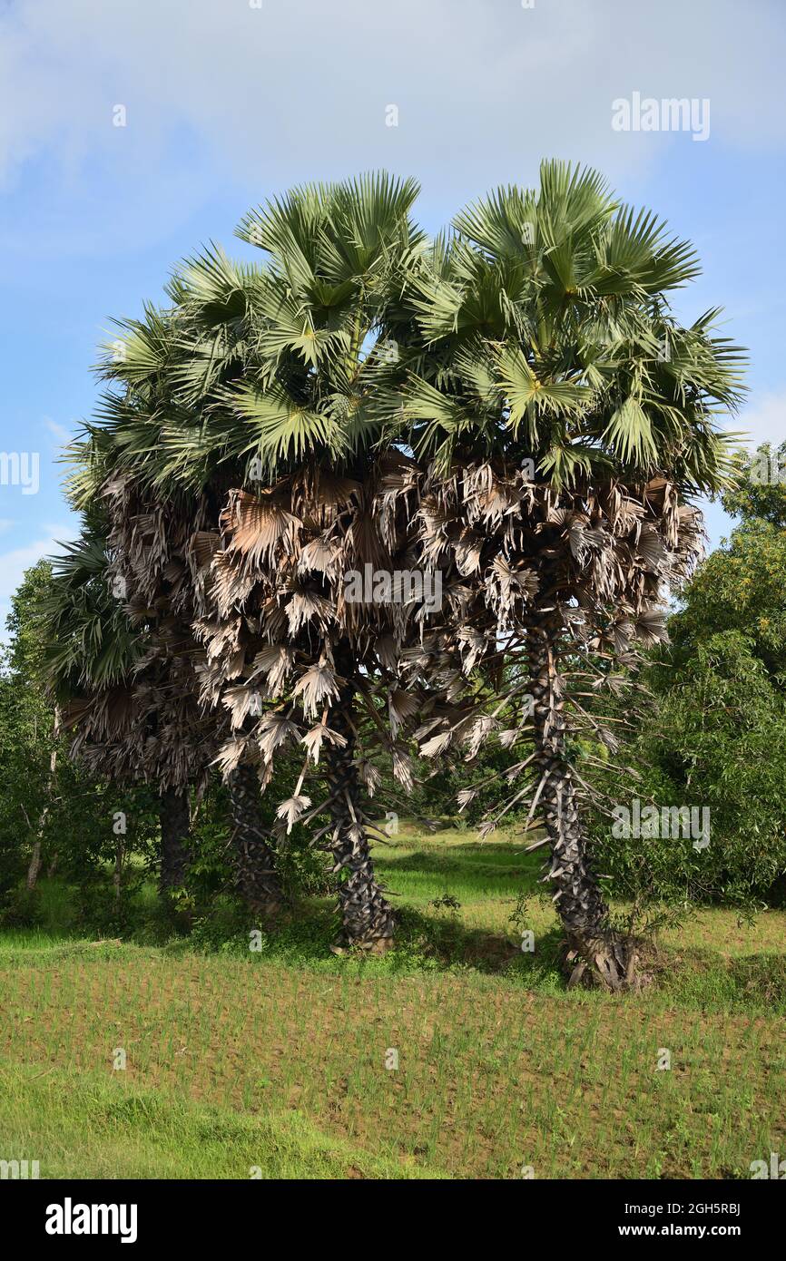Palm trees of Susunia village. Chatna, Bankura, West Bengal, India Stock Photo Alamy