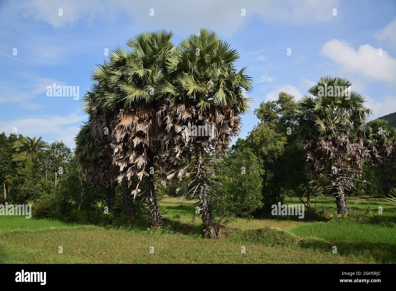 Palm trees of Susunia village. Chatna, Bankura, West Bengal, India. Stock Photo