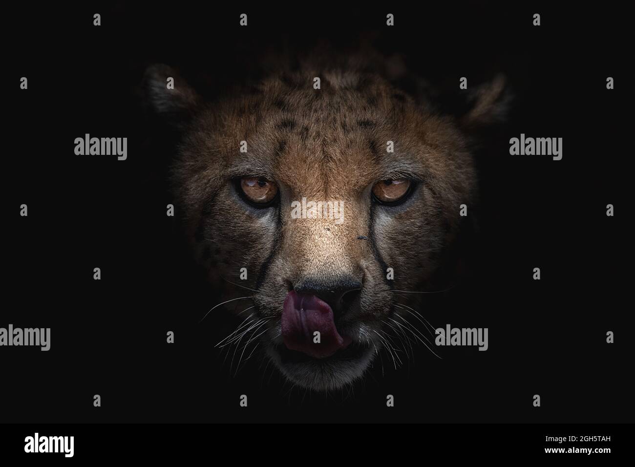 Powerful cheetah with spots on fur licking muzzle with shade while looking at camera on black background Stock Photo
