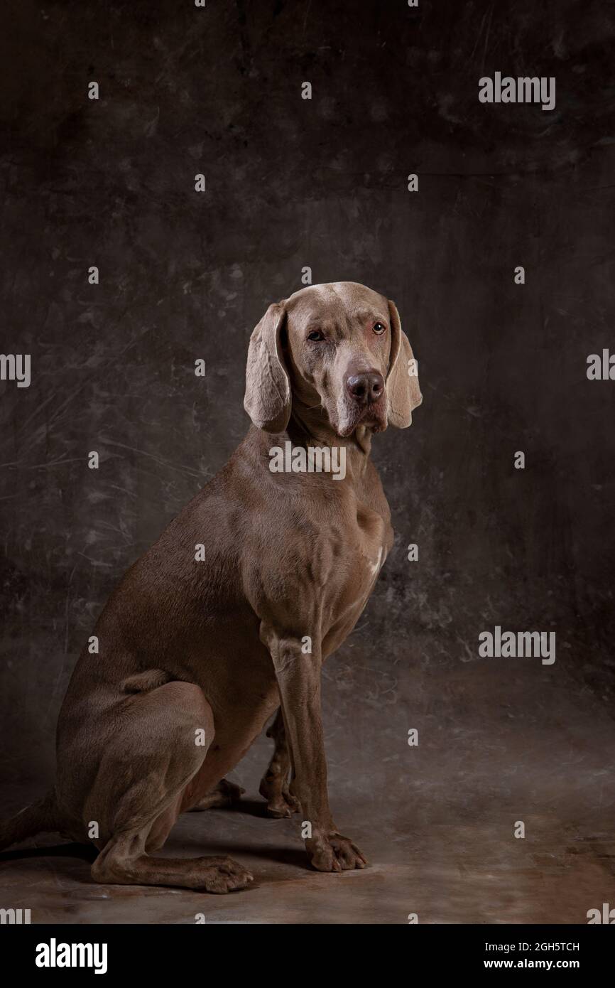 Why Is My Dogs Coat Getting Darker