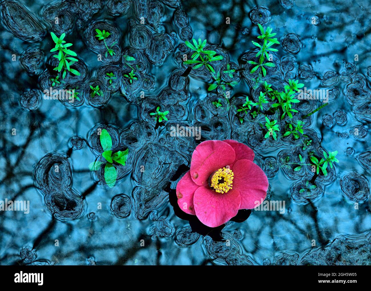 Biofilm organism hi-res stock photography and images - Alamy
