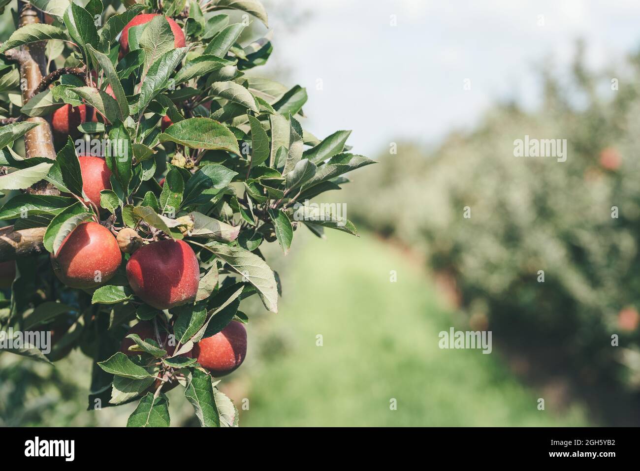 close-up of ripe red apples on tree at apple orchard Stock Photo