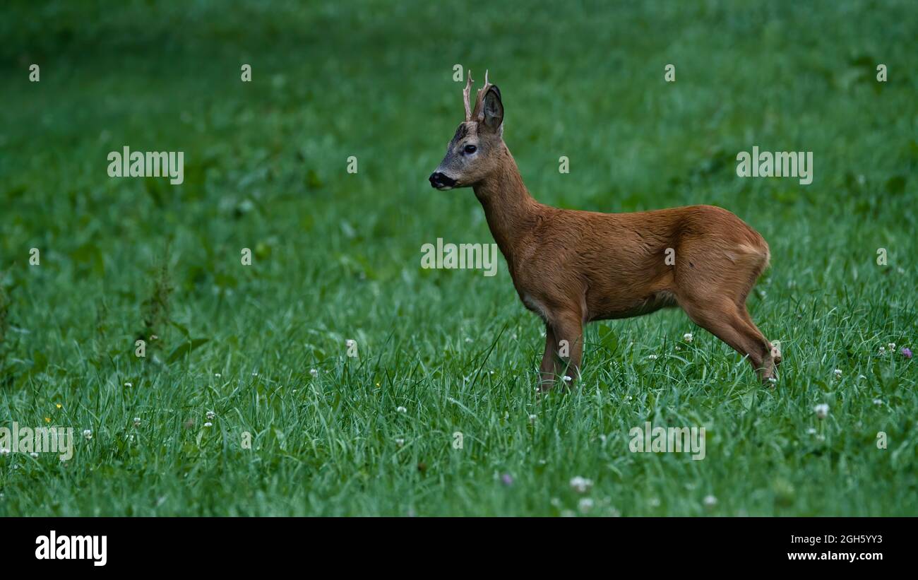 deer, tier, wild lebende tiere, natur, säugetier, wild, kitz, gras, Stock Photo