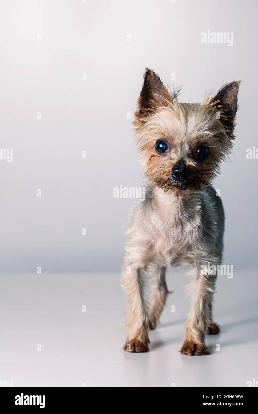 how can you tell if a yorkie is purebred