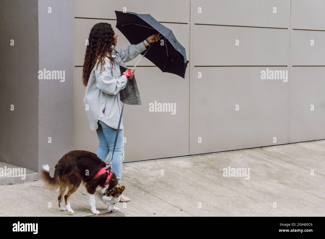 Border collie umbrella sales