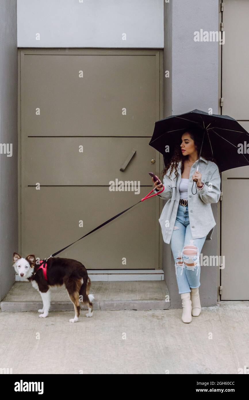 border collie umbrella