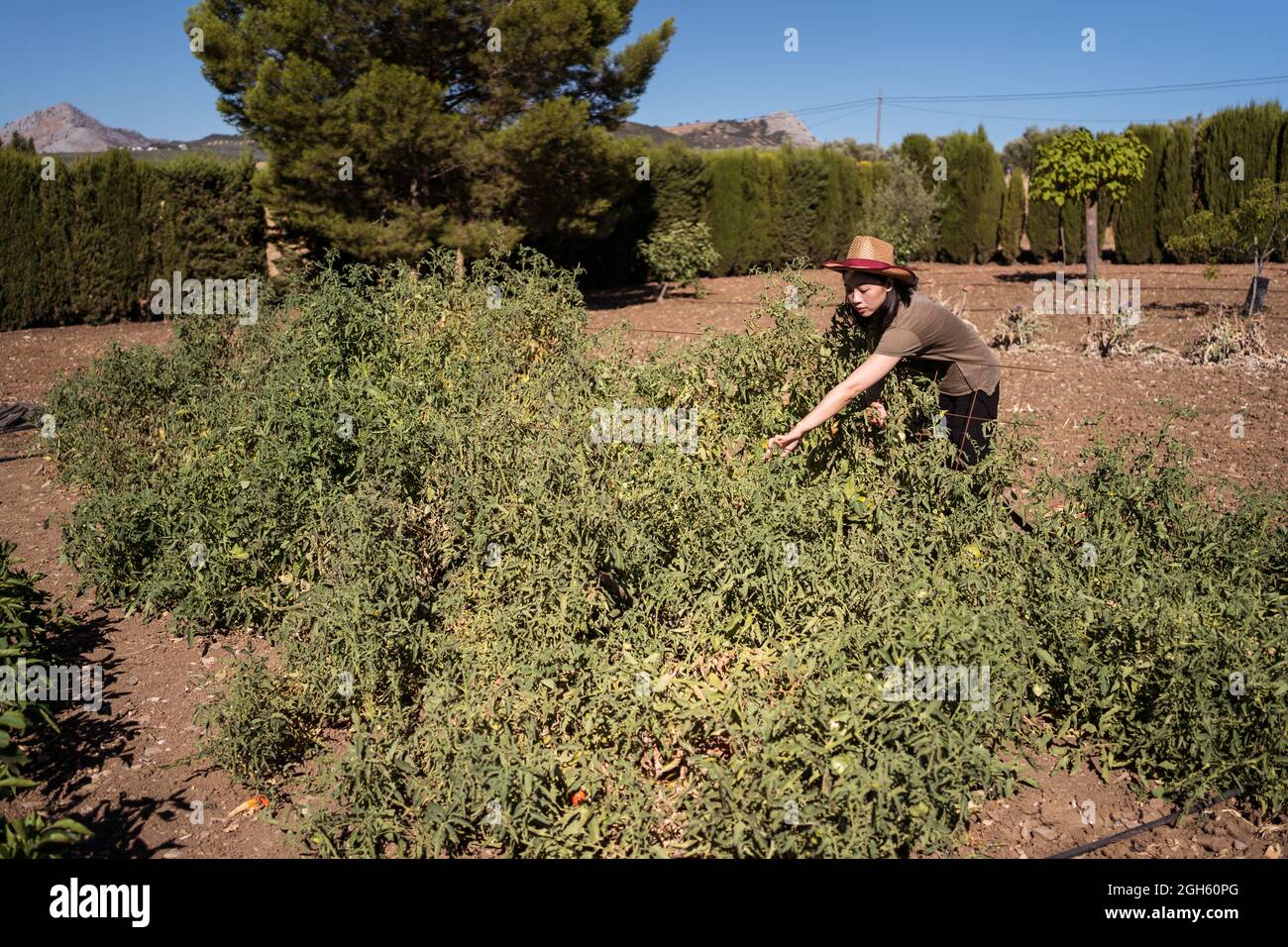 Side view of ethnic female farmer collecting ripe tomatoes in garden on ...