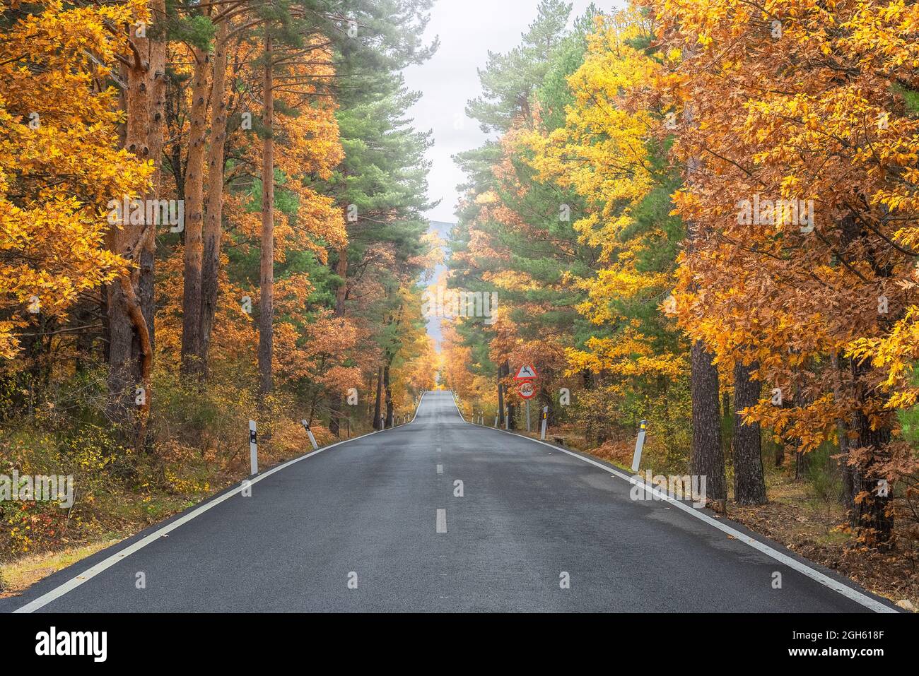 Endless asphalt road going along lush woods with colorful trees in fall ...