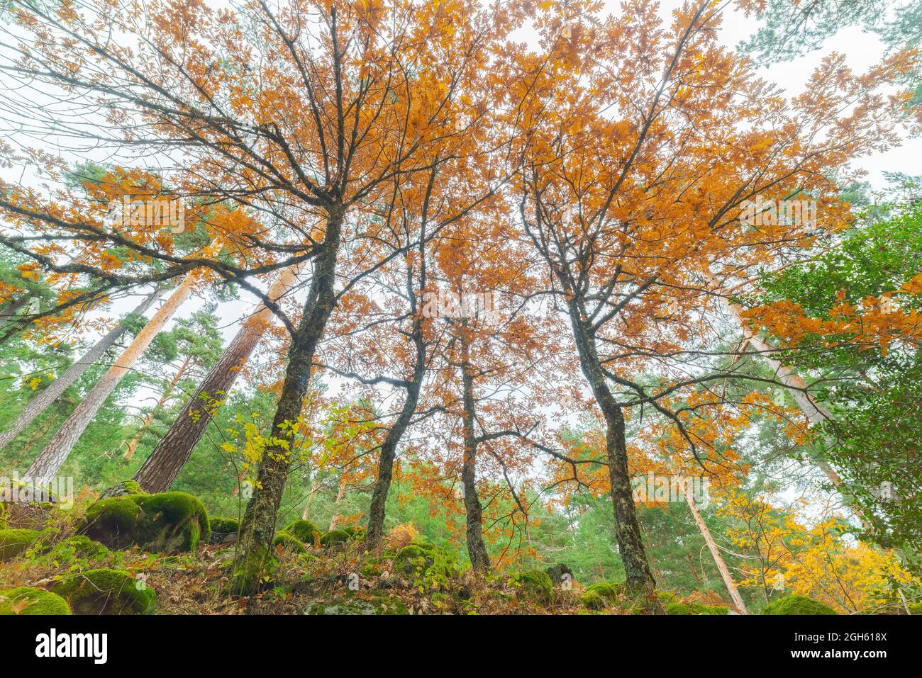 From below of tall trees with bright orange leaves growing in woods in ...