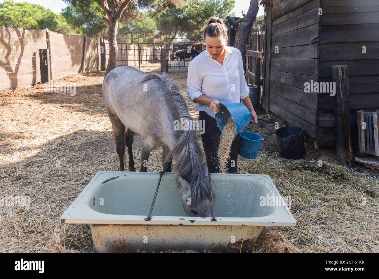 Female farmer pouring fresh corn in bathtub and feeding dapple gray