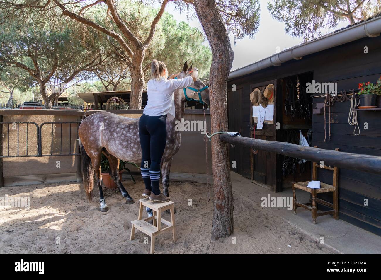 Back view of anonymous female jockey putting on reins on horse while preparing for dressage on paddock on farm Stock Photo