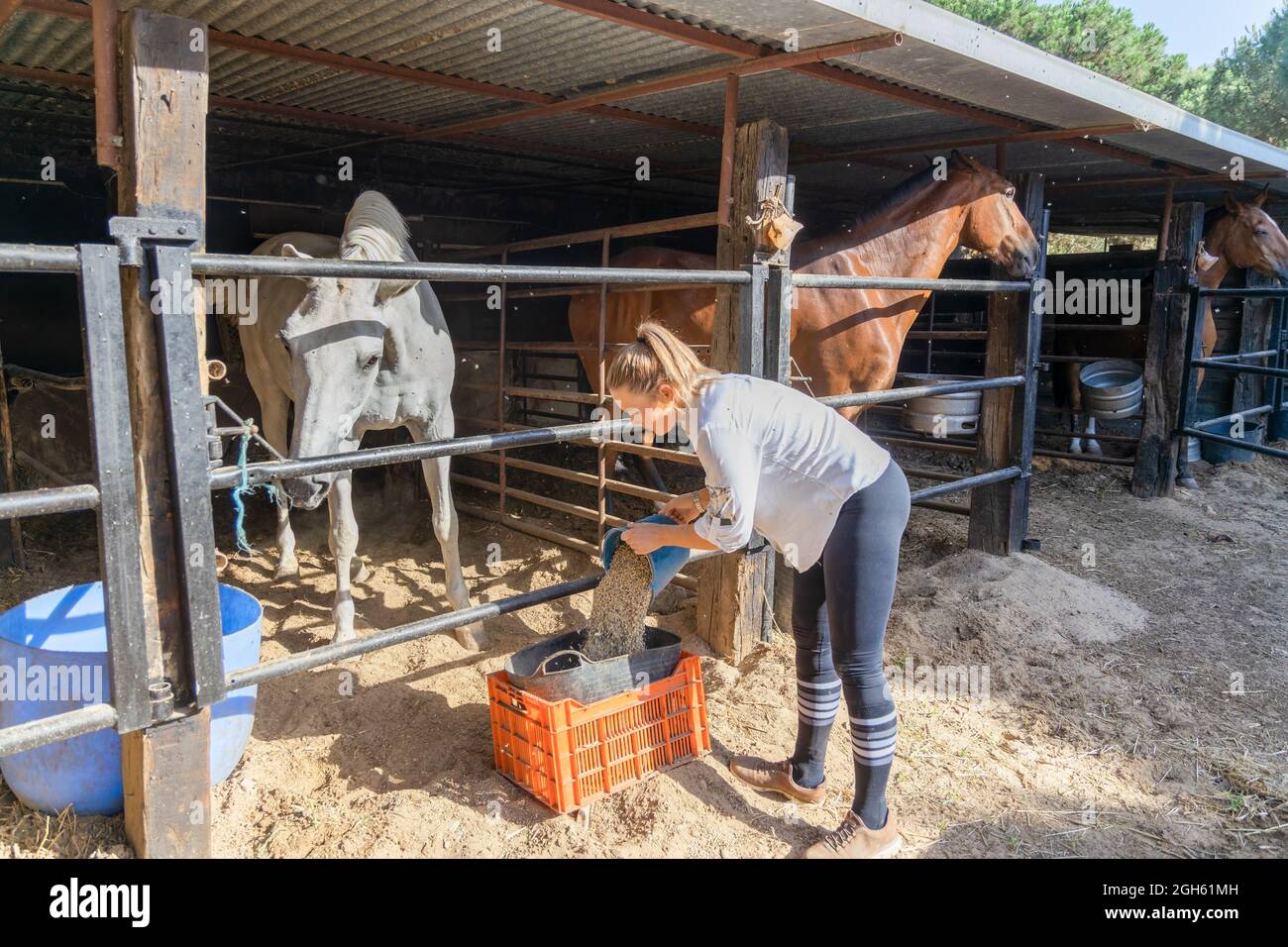 Side view of female farmer pouring food for feeding horses standing in