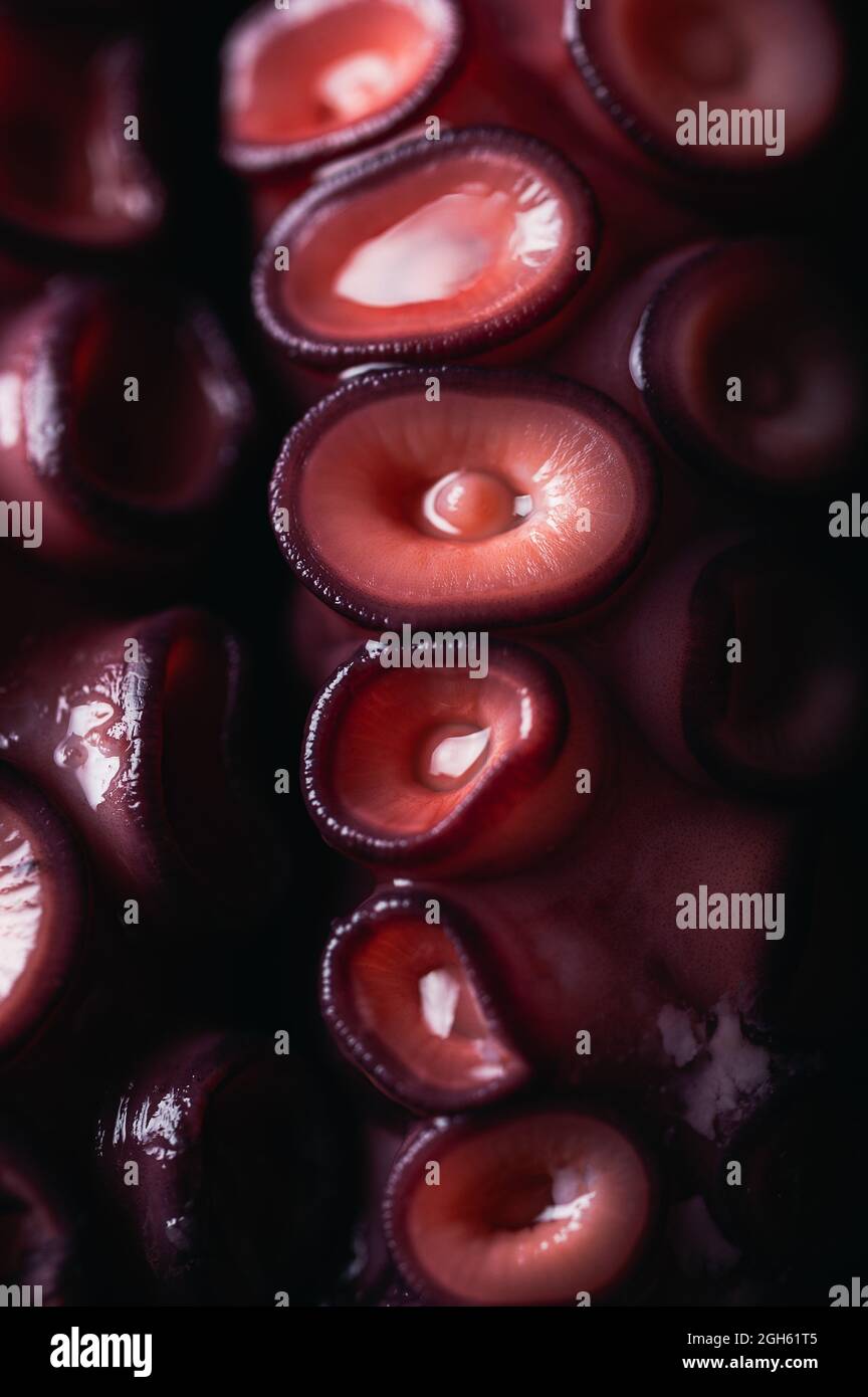 High angle closeup of fresh octopus tentacles with red suckers placed ...