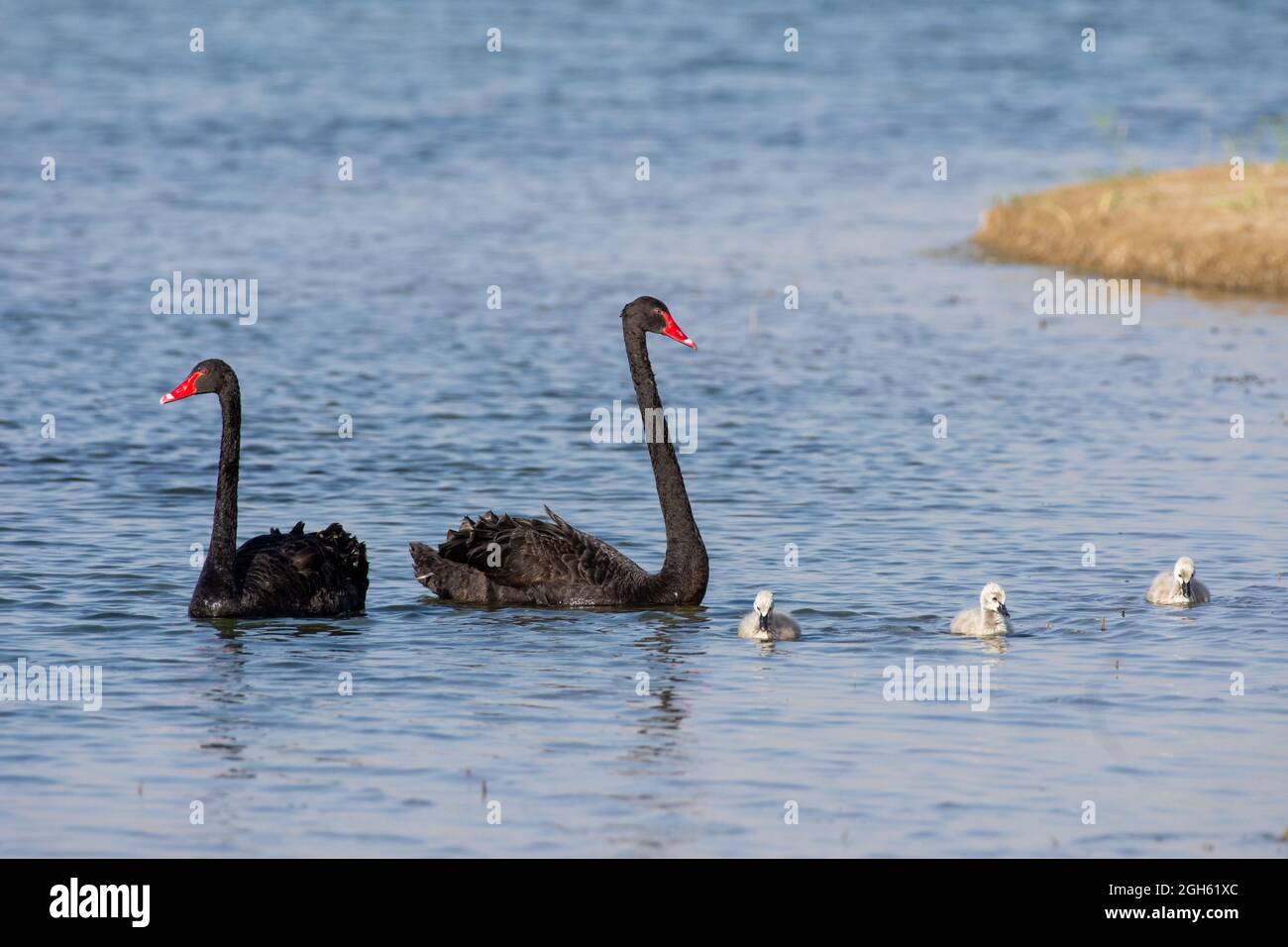 An introduced Black Swan pair with three cygnets (Cygnus atratus) swimming in Al Qudra Lake in Dubai, UAE. Stock Photo
