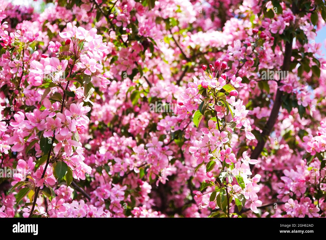 Pink flowes aganist blue sky. Cherry blossom pink Stock Photo