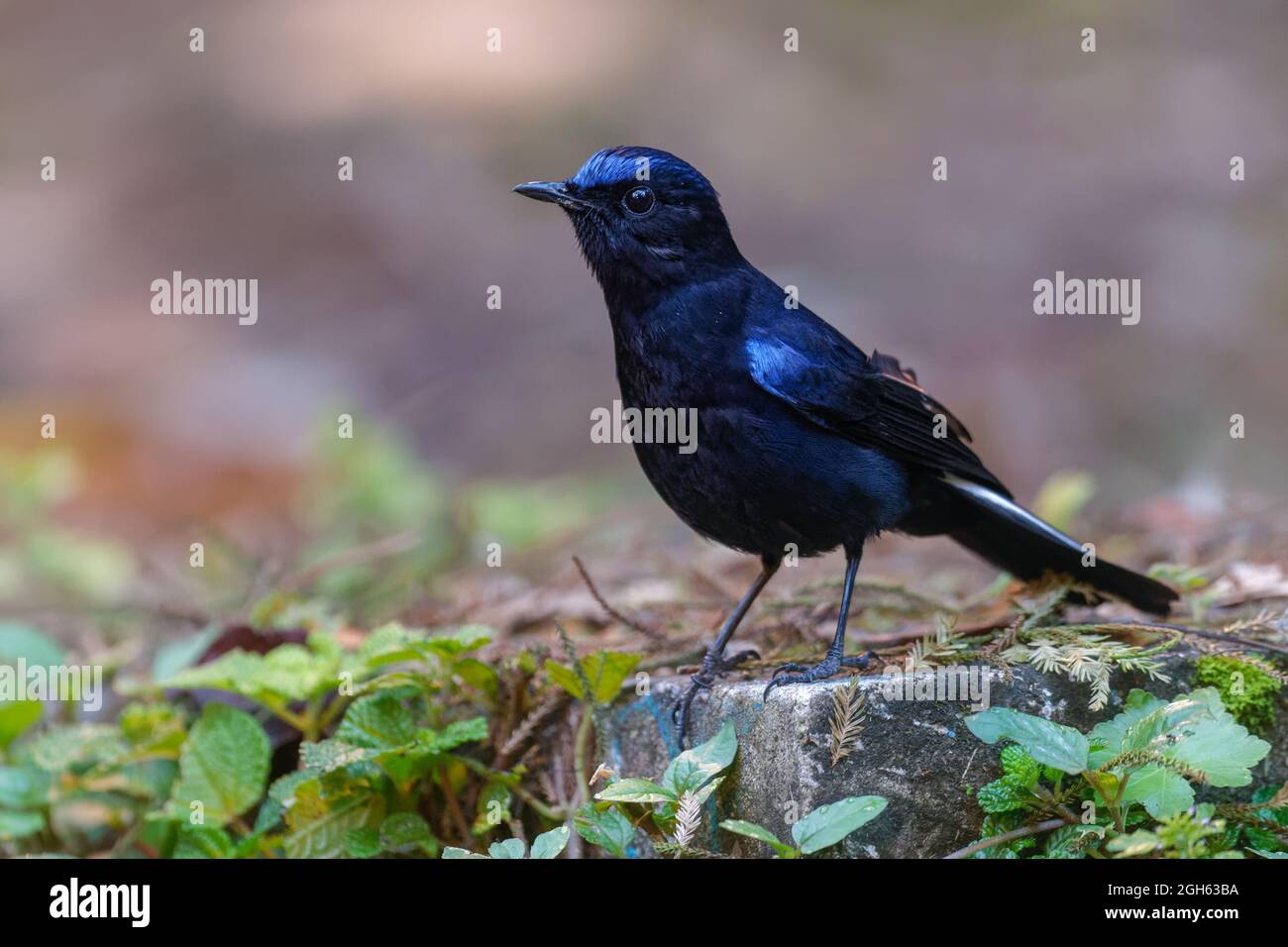 White tailed Robin Stock Photo