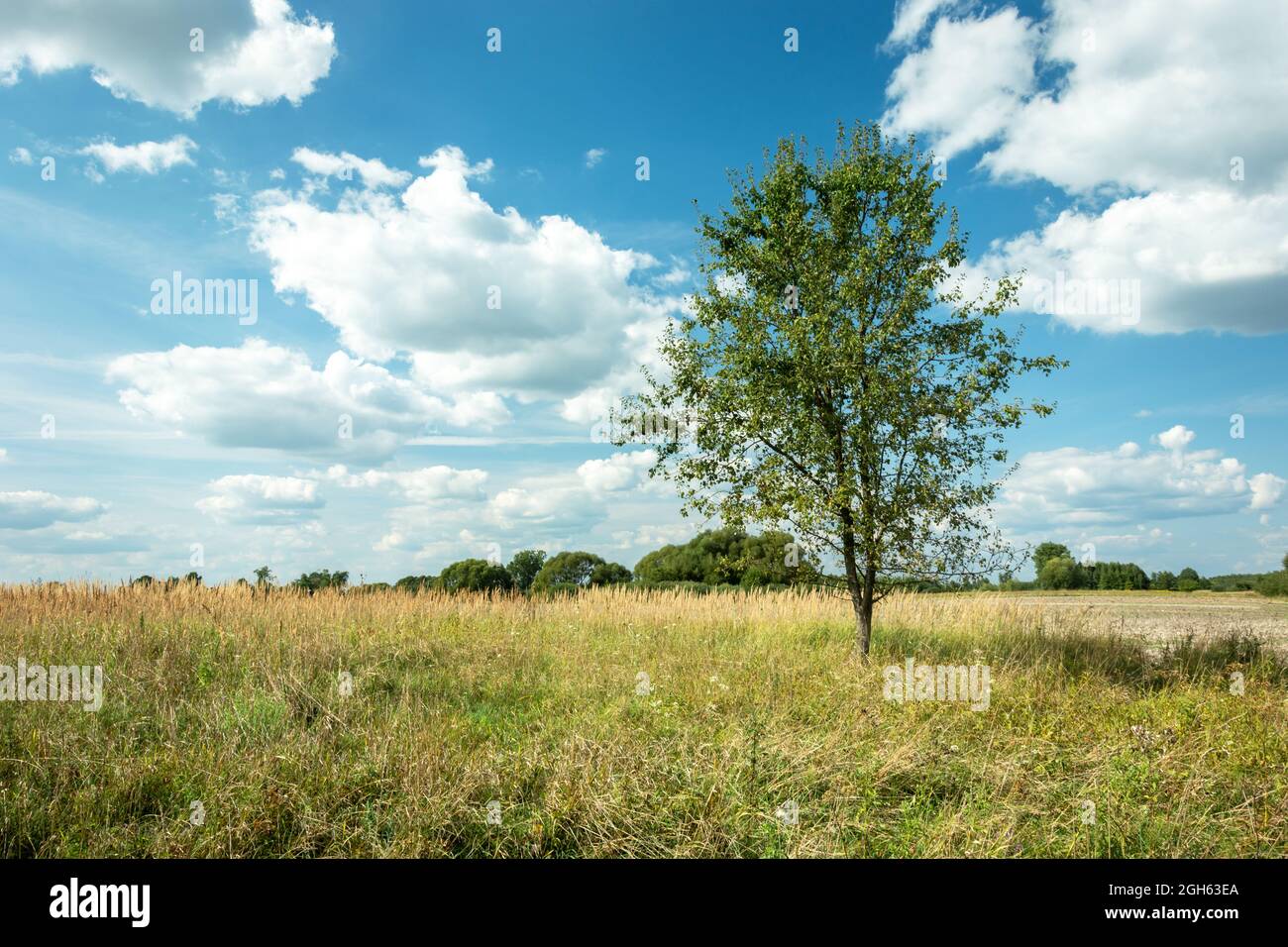 Tree on the meadow and white clouds against the blue sky Stock Photo ...
