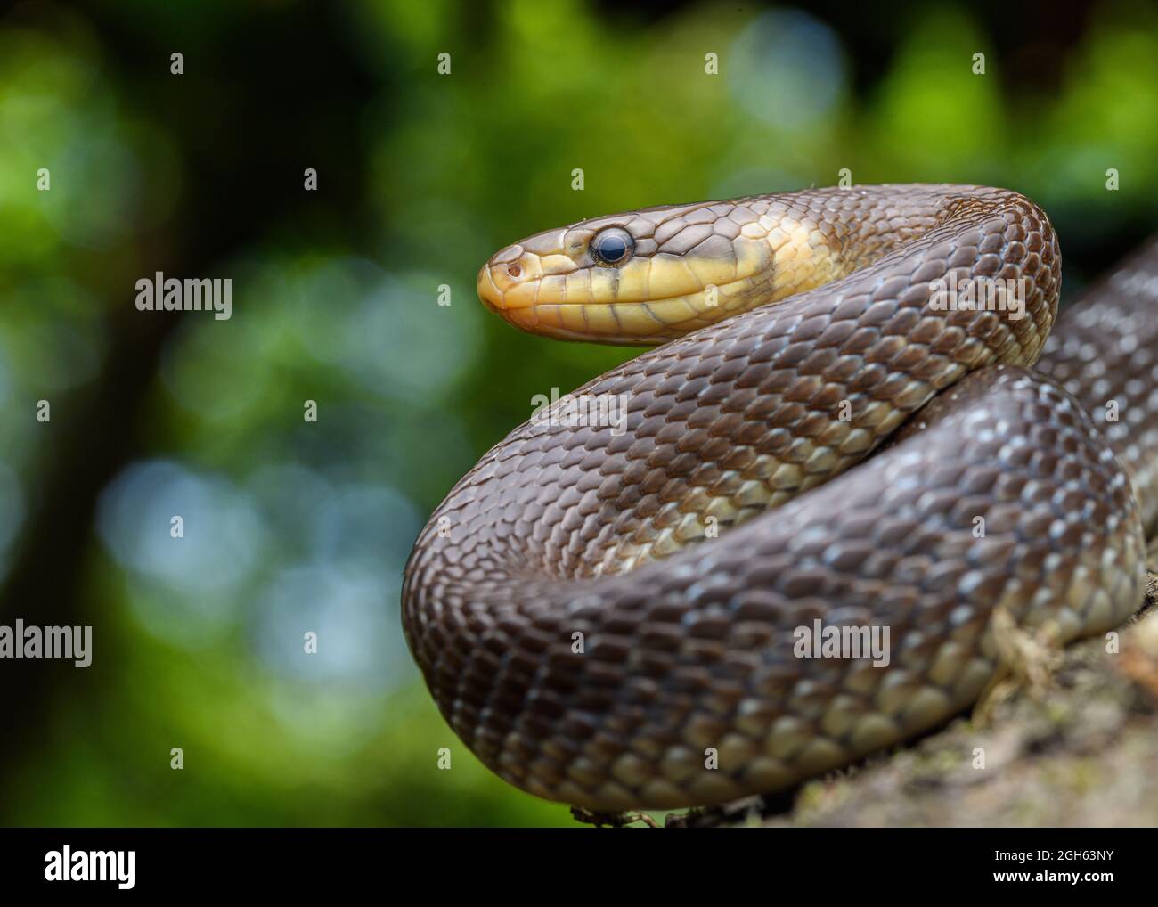 portrait of Aesculapian snake (Zamenis longissimus) Stock Photo