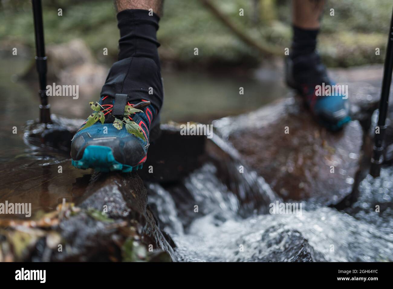 Crop unrecognizable male hiker in trekking boots and with poles crossing river while stepping on wet rocks in forest Stock Photo
