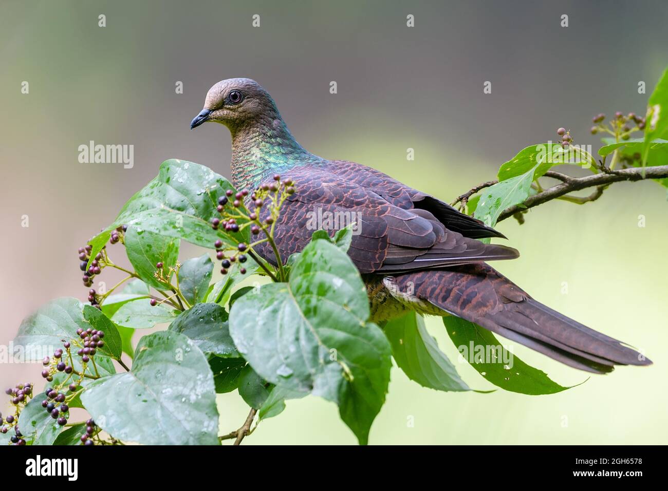 Barred Cuckoo dove Stock Photo