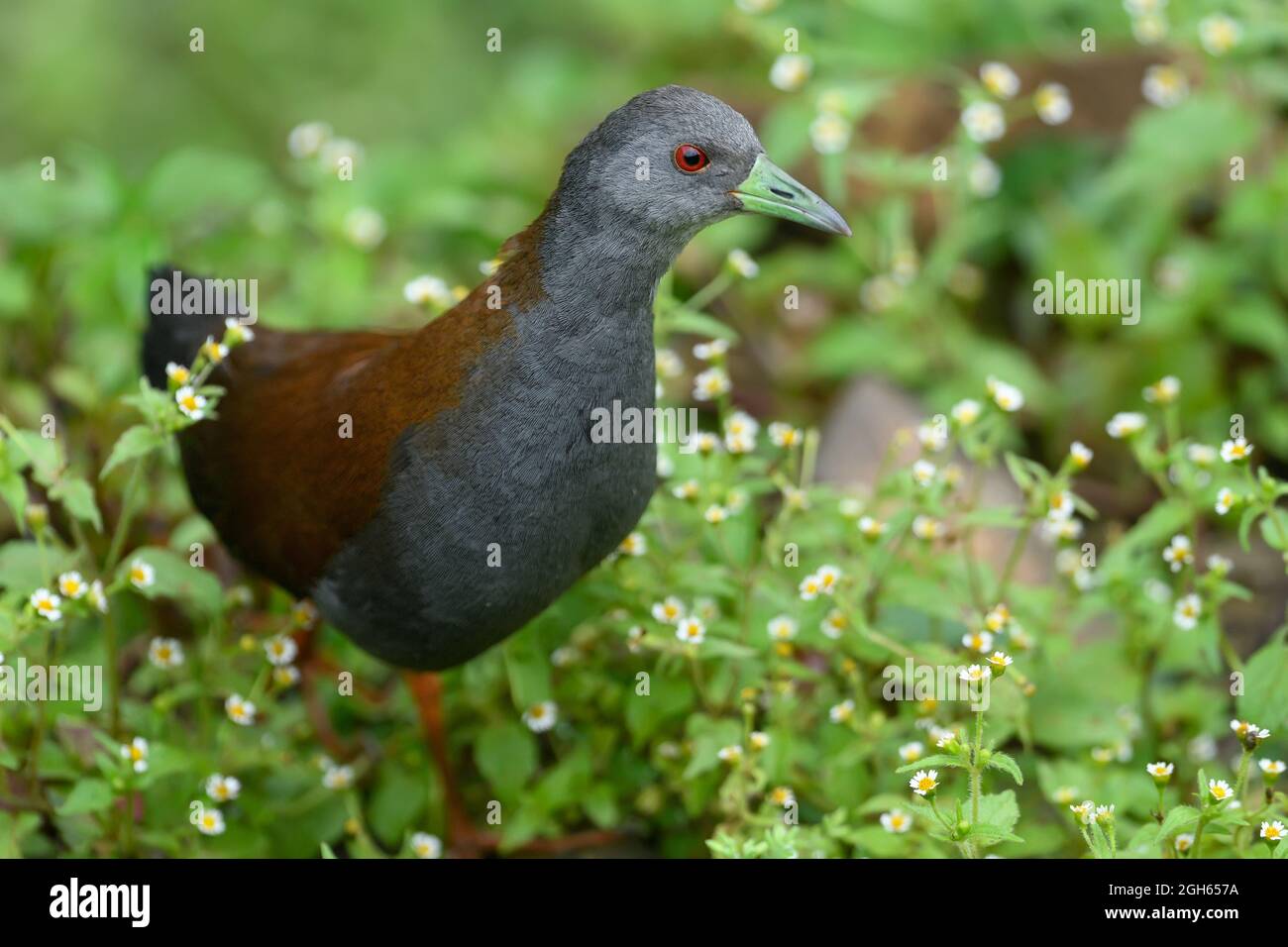 Black Tailed Crake Stock Photo Alamy