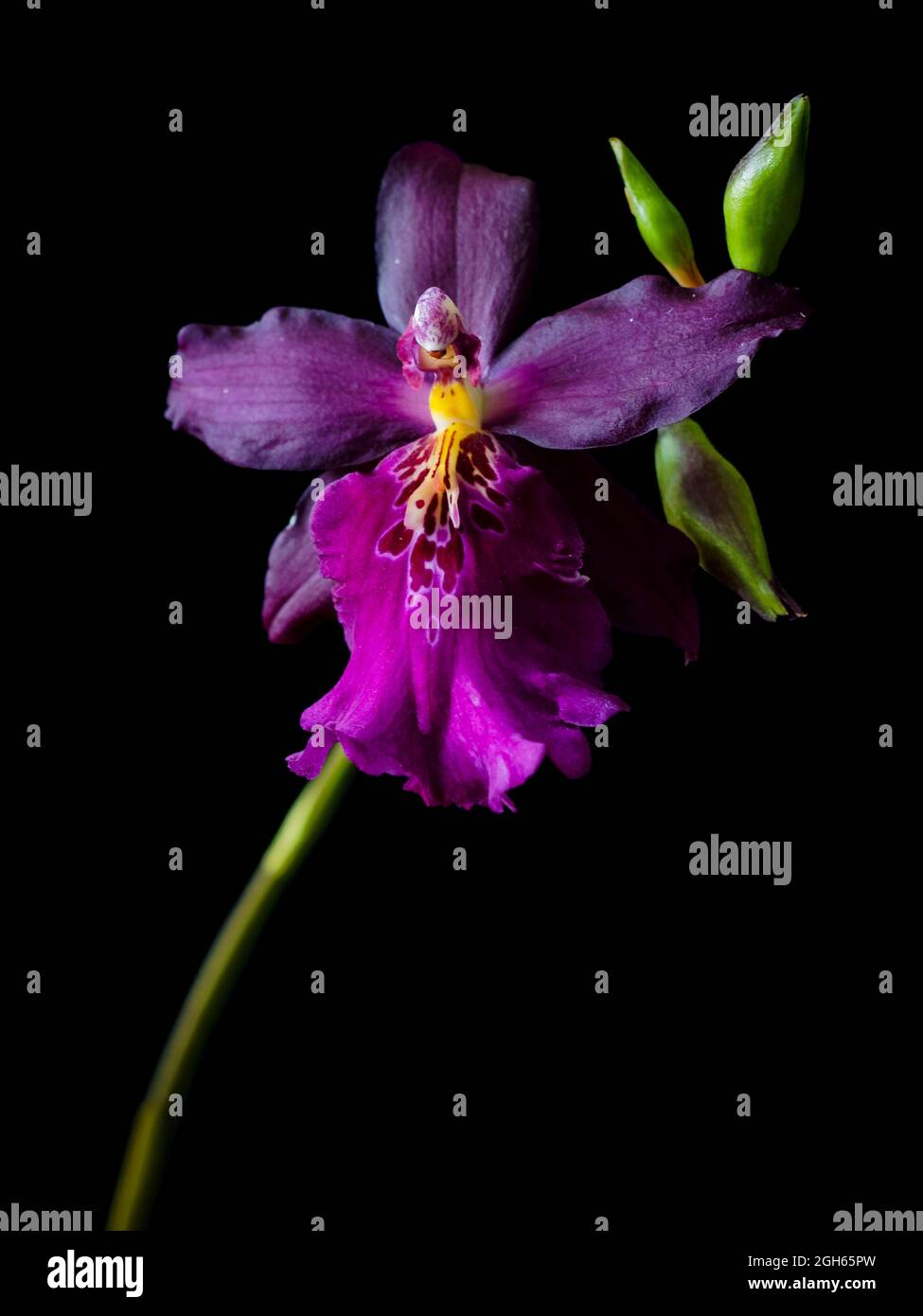 Purple Miltonidum Orchid Stock Photo