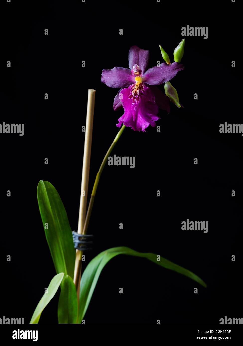 Purple Miltonidum Orchid Stock Photo