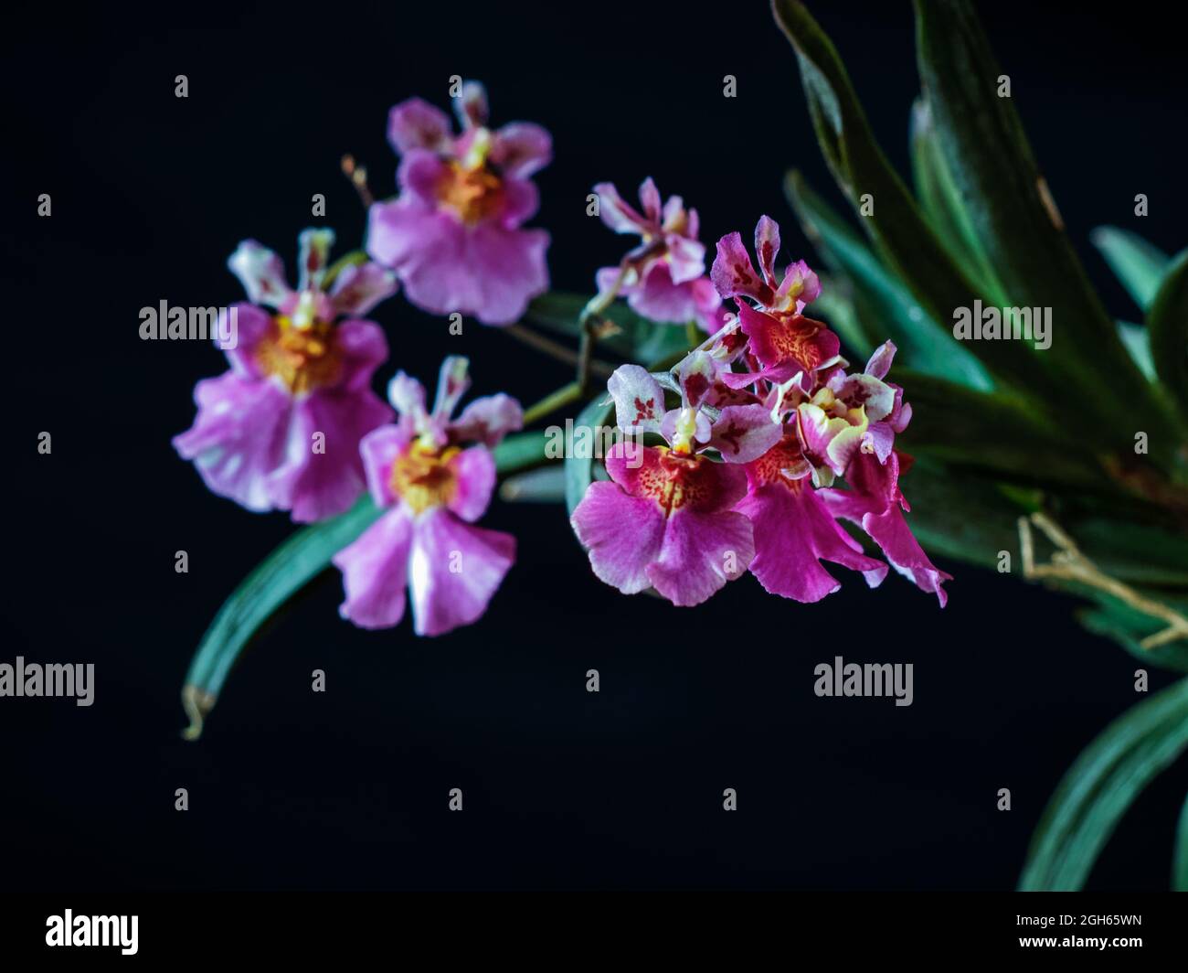 Pink Tolumnia Orchid Stock Photo