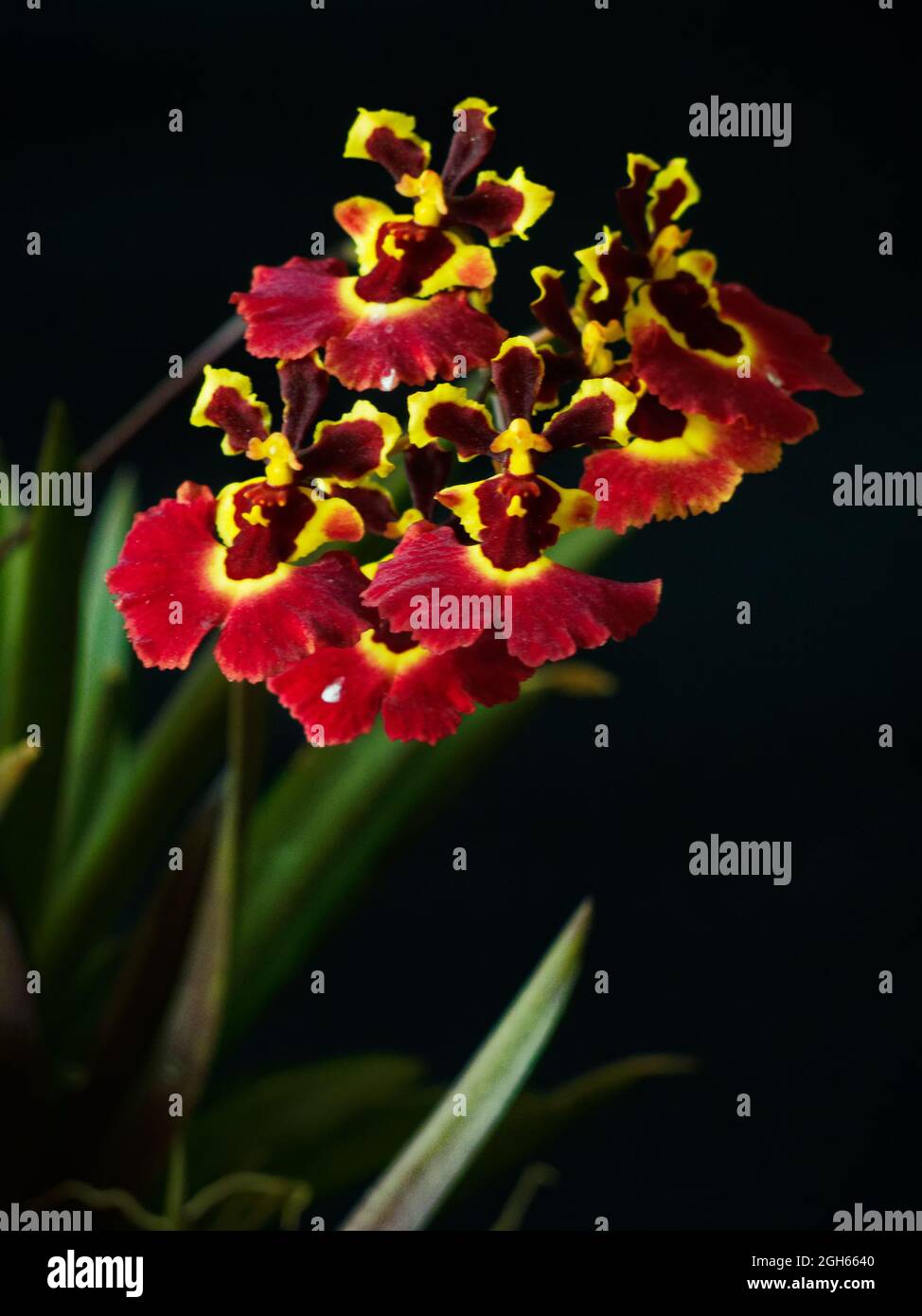 Red Tolumnia orchid Stock Photo